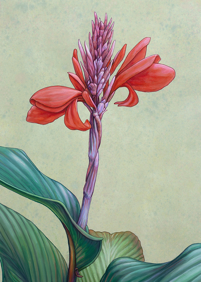 Portrait of a Canna Lily